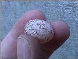 bird egg #2