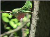 lizard