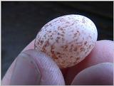 bird egg.