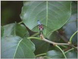 Dragonfly.jpg