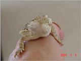 Re: Bearded Dragon (2)