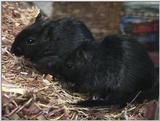 Re: REQ: Gerbil (1/4)