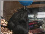Re: REQ: Gerbil (1/4)