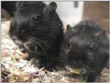Re: REQ: Gerbil (1/4)