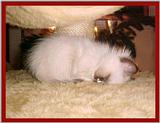 New year - New kitten :-)