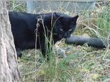 (My Cats] - Mvc-259f.jpg (1/1)