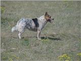 (My Dog] - Mvc-277f.jpg (1/1)