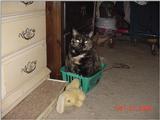 (My Cats] - Mvc-315f.jpg (1/1)