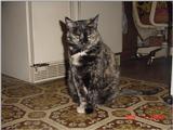 (My Cats] - Mvc-327f.jpg (1/1)