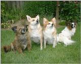 My Babies [dogs] - My Babies Dscf2620GF.jpg