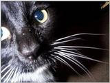 Cute cat face up close