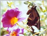 Pipevine SwallowTailFile 1 of 1 - NBSwallowTail.jpg (0/1)