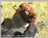 Lion eating a kill
