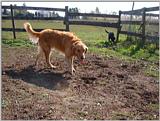 Re: REQ.  Dog and cat photos