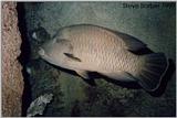 Humphead wrasse (Cheilinus undulatus)