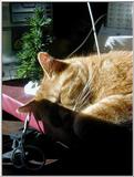 Re: cats in from the snow