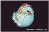 Re: REQ - Nautilus Pictures - nautilus.jpg