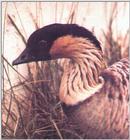 Hawaiian Goose (Nene)