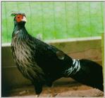 Nepal Kalij Pheasant