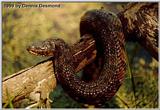 Diamondback Water Snake