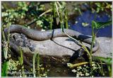 Northern Water Snake