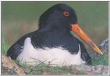 nesting oystercatcher