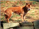 New Guinea Singing Dog  (Canis lupus halstromi)  [2/3] - New Guinea Singing Dog (Canis lupus hal...