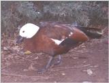 Waterfowl: New Zealand or Paradise Shelduck, Female