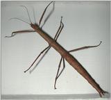 New Zealand Walking Stick - WalkingStick.jpg [1/1]