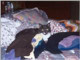 Nicky the kitty :-)