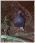 Nicobar Pigeon