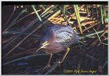 Trip to Wakohadatchee Wetlands [6/8] - night Heron.jpg (1/1)
