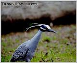 Night Heron