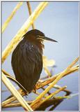 Trip to Wakohadatchee Wetlands [7/8] - niiightHeron1.jpg (1/1)