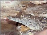 Nile crocodile (Crocodylus niloticus)1