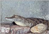 Nile crocodile (Crocodylus niloticus)3