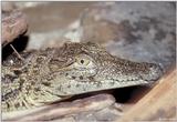 Nile crocodile (Crocodylus niloticus)5