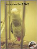 Grey Jacko