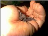 Bat southeastern freetail
