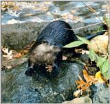 North American River Otter