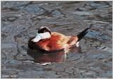 Birds see filename for species - North American Ruddy Duck (Oxyura jamaicensis jamaicensis)005.j...