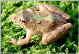 Northern Cricket Frog (Acris crepitans crepitans) 1