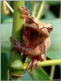 Northern Spring Peeper (Pseudacris crucifer crucifer)1