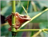 Northern Spring Peeper (Pseudacris crucifer crucifer)2