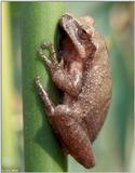 Northern Spring Peeper (Pseudacris crucifer crucifer)3