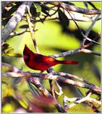 Cardinal File 1 of 2 - Cardinal 2.jpg (1/1)