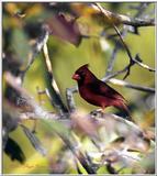 Cardinal File 2 of 2 - Cardinal 3.jpg (1/1)