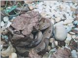 Northern Copperhead