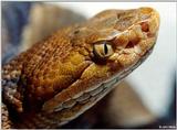 Northern copperhead (Agkistrodon contortrix mokason) close-up 1