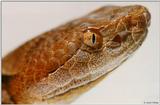 Northern copperhead (Agkistrodon contortrix mokason) close-up 2